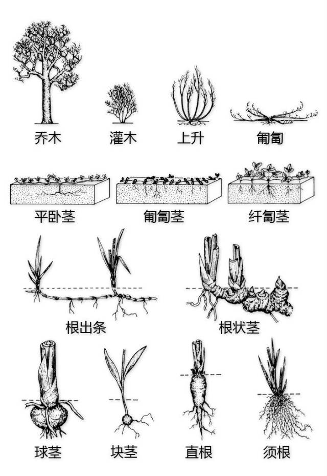 多肉植物叶根茎结构图图片