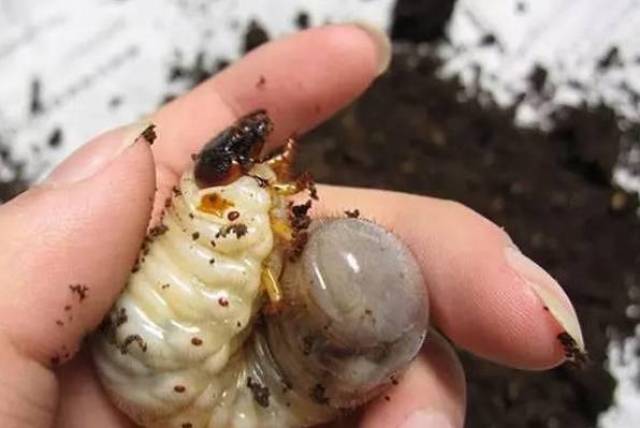 1,蛴螬一,地下害虫种类