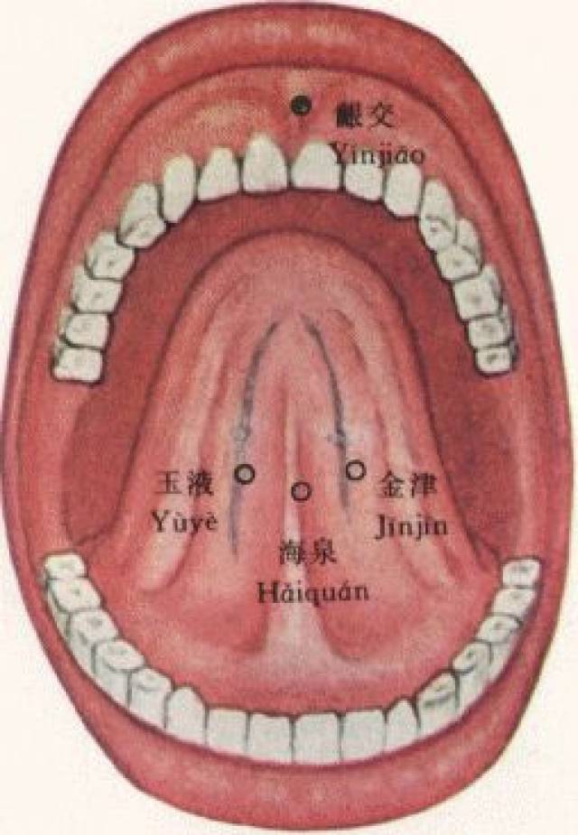 舌下经络图片
