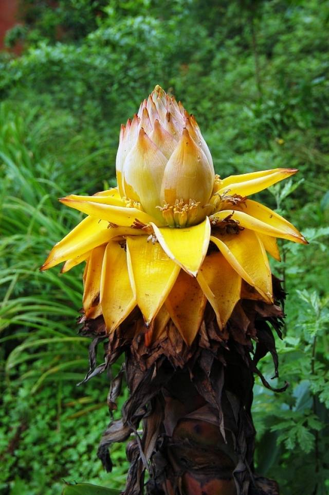 这些勤快的花又双叒叕开了!晒不死,花期长,好养活