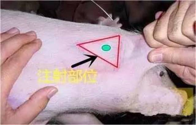 预防措施:给猪注射时候小猪尽量双腿夹住身子,一手抓住耳朵或者头部挤
