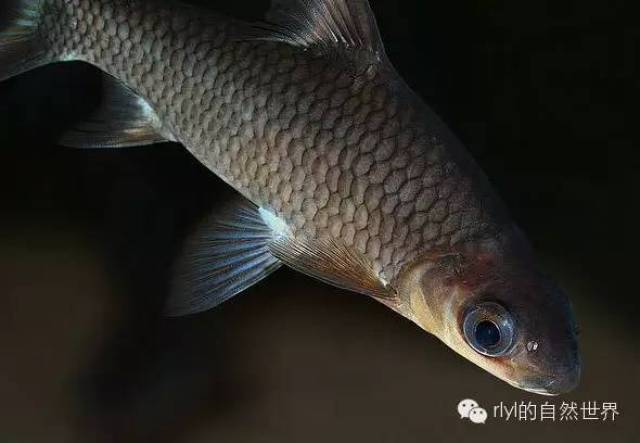 黑鰭袋唇魚,俗稱銀鯊,為輻鰭魚綱鯉形目鯉科的一個種,體長可達30釐米.