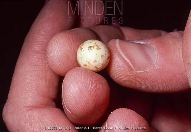 一枚澳洲针鼹的卵.图片:d. parer & e. parer-cook