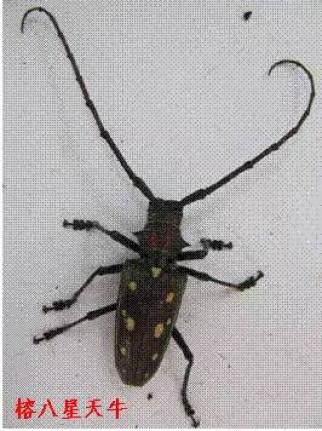 认识蛀干害虫——榕八星天牛_手机搜狐网