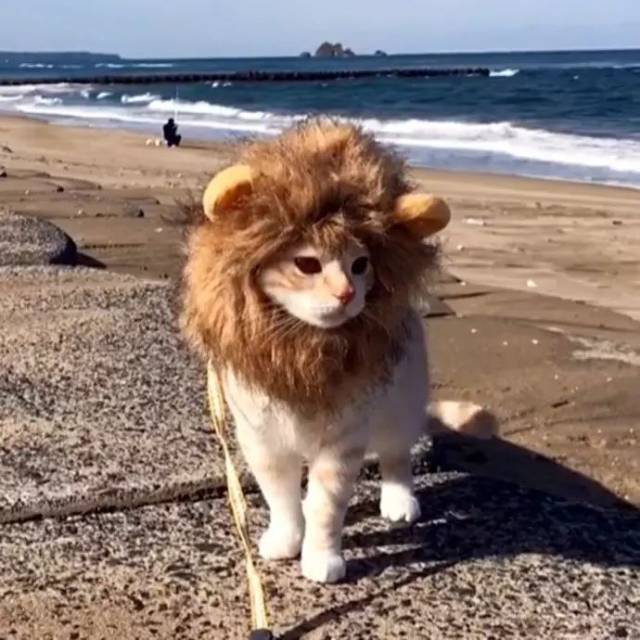 一只总是装扮成狮子的猫,怕不怕?