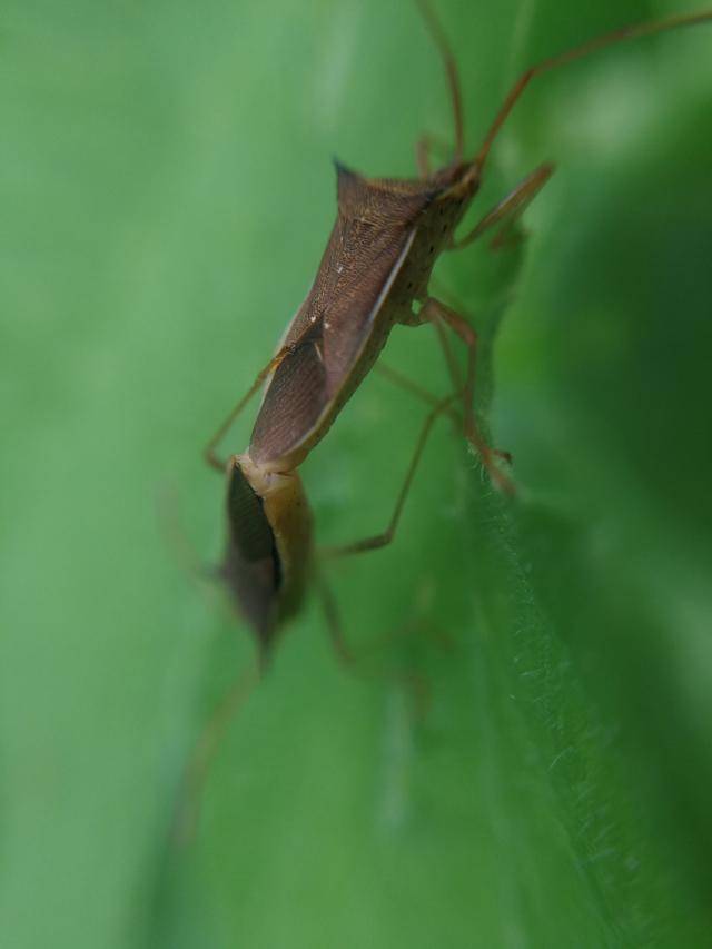 诗歌:交配的长肩棘缘蝽