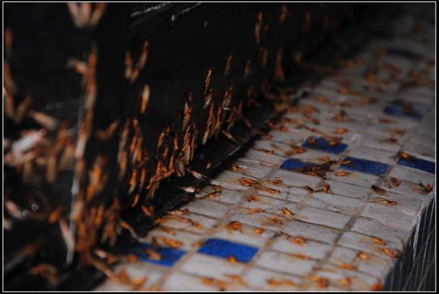 一下雨就一堆大水蚁飞进家里,听说能变白蚁,是怎么回事?