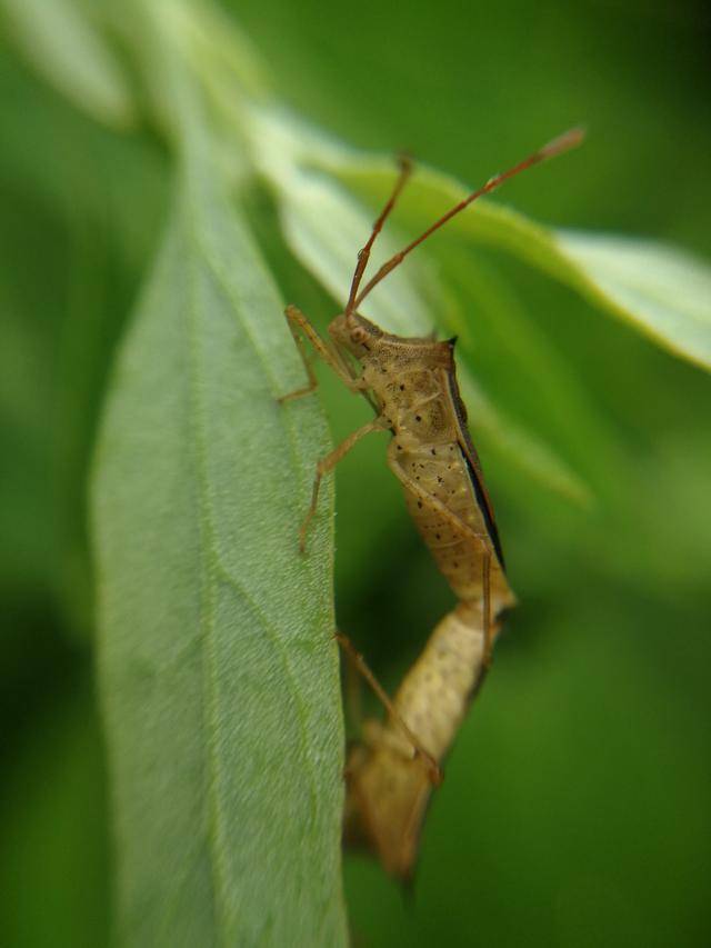 诗歌:交配的长肩棘缘蝽