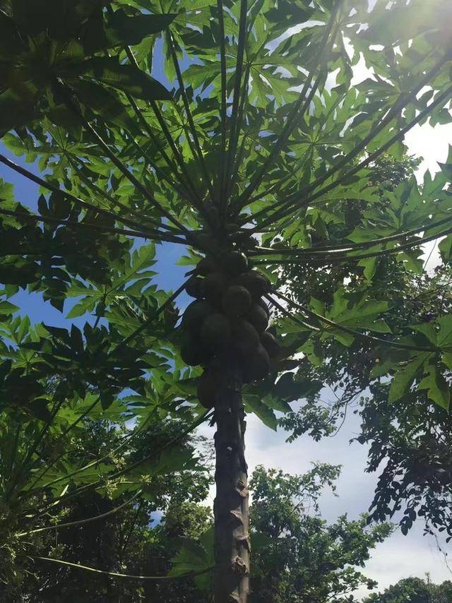 菠萝蜜树有多高图片