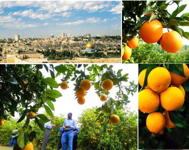 南非前总统曼德拉最喜欢的橙子,来自「彩虹之国」的真橙问候
