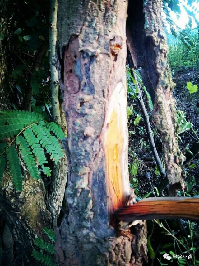 苏木如此宝贝,您知道吗?