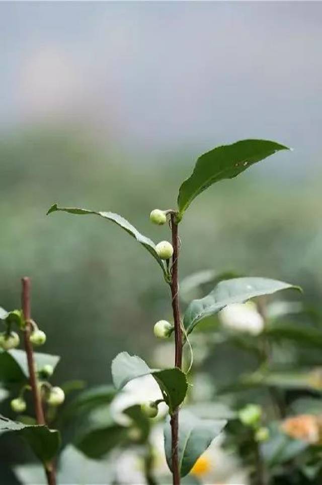 座標杭州丨秋天,不只是桂花(多圖)