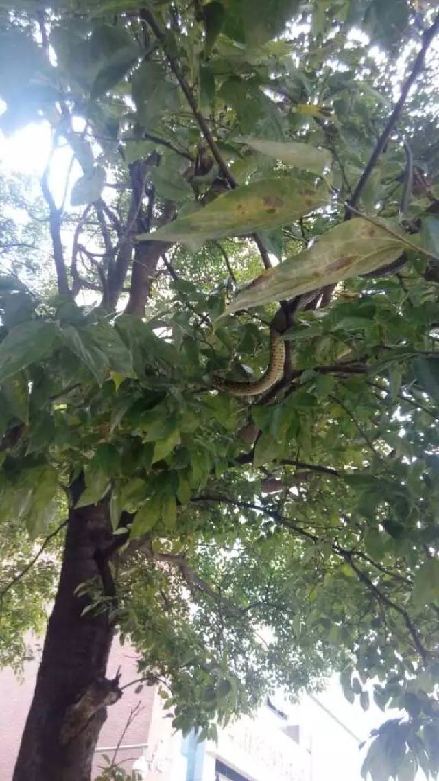 【危险】曲靖一小区旁的树上惊现多条蛇,吓坏不少市民!