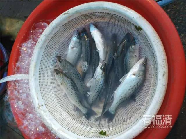 福清买海鲜最便宜最新鲜的地方在这里,不服来