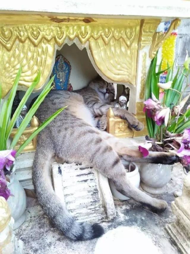 网友打算去拜神,结果一到现场惊呆了,神台竟睡着只猫.