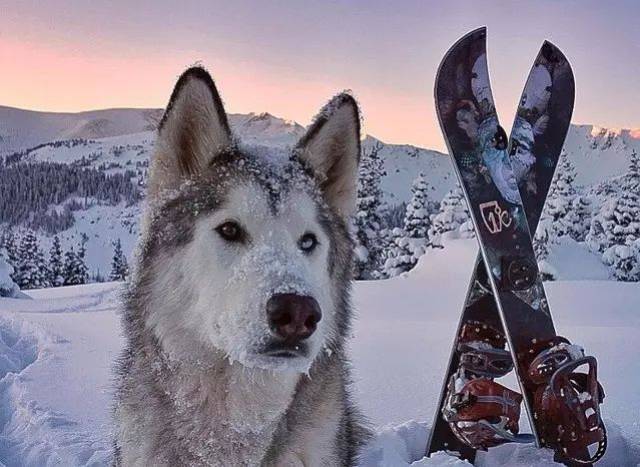 不愧是北極狼,雪地裡隨便一擺就是氣勢