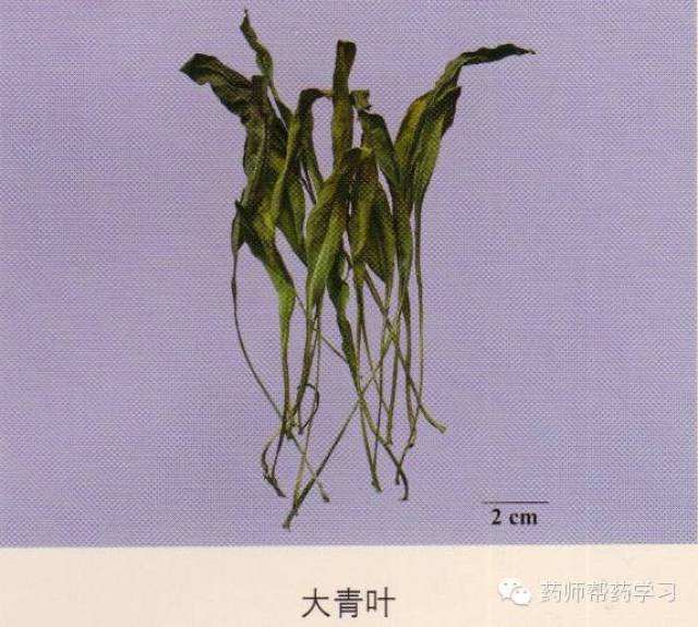 蓼科托叶鞘,托叶鞘和叶鞘,托叶鞘(第5页)_大山谷图库
