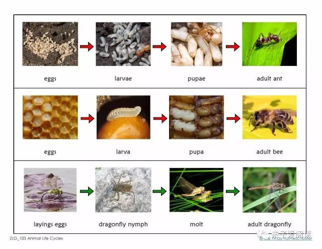 昆虫都是变态发育,是否有蛹期可以作为我们判断该昆虫属于完全变态