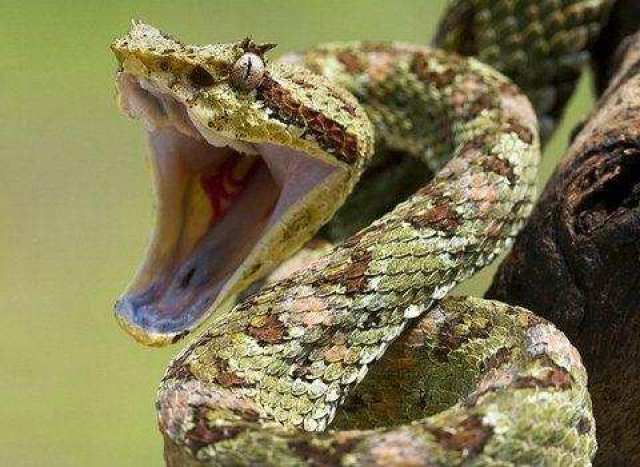 世界上最危险的15种动物, 最危险离人类最近