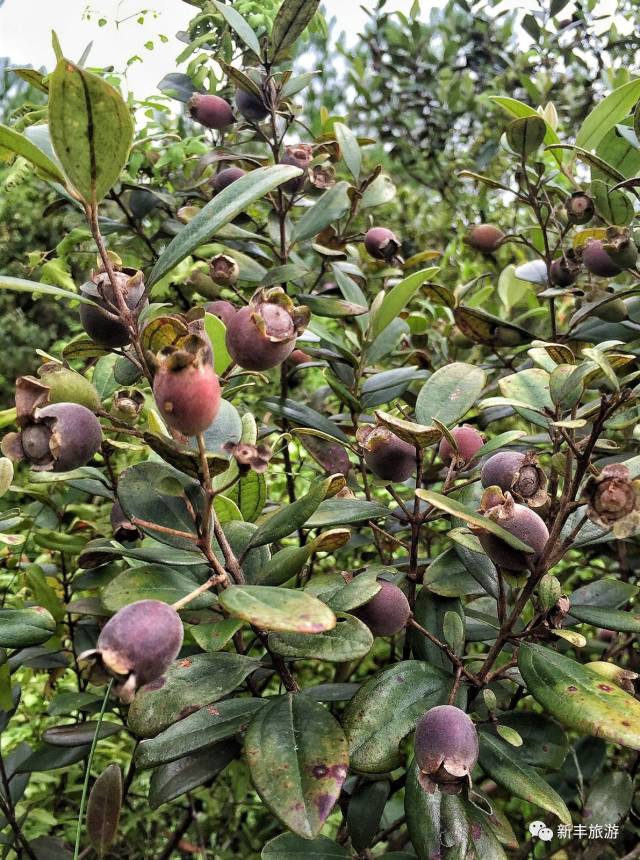那些马稔开满山的时光∣吃的是野味,忆的是童年