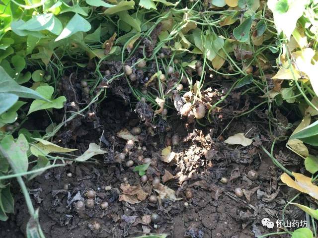怀山药记:山药豆的初亮相