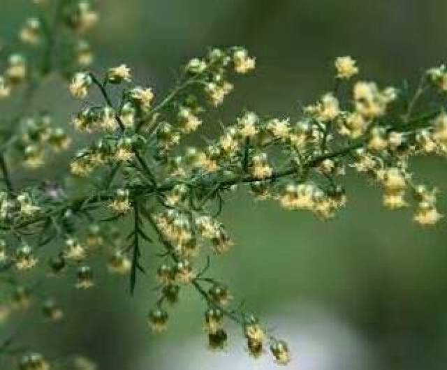 中药知识必学:青蒿