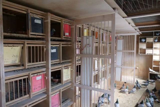 2017欧洲行第三季:赫尔曼·卡伦,费利佩联合鸽舍