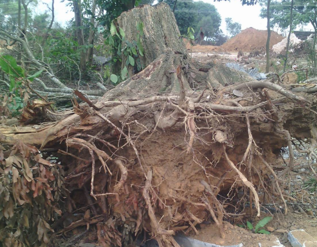 百年龙眼树头枝桠错杂,精雕成床榻,被赞是最气势磅礴的新婚礼物