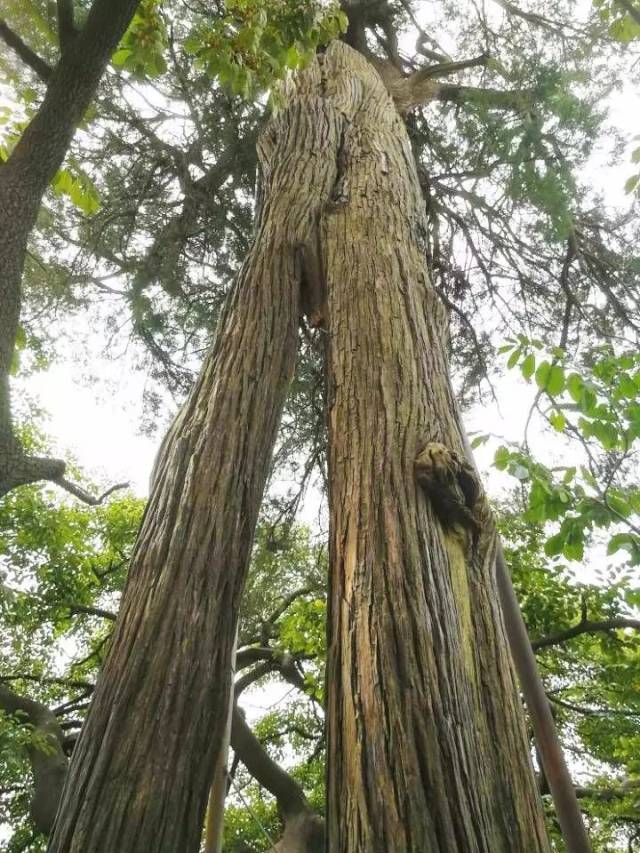 传说|花果山古树名木——拐杖柏