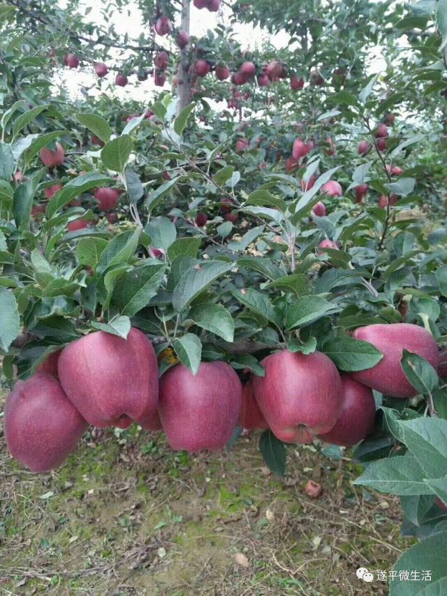 朋友圈疯传的上吊视频真相,竟然如此令人心痛