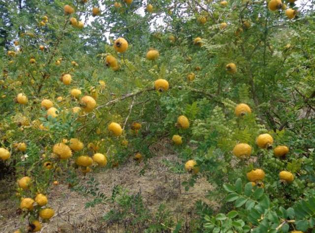 刺梨是哪里的特产