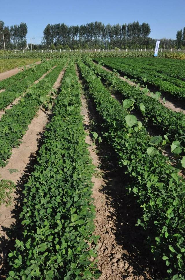 推动中国农业可持续 先正达与你携手同行