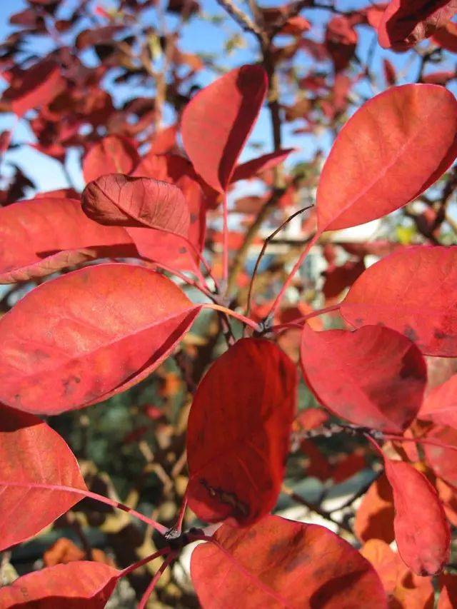 打造秋季花園 ——幾種最適合秋天的灌木!