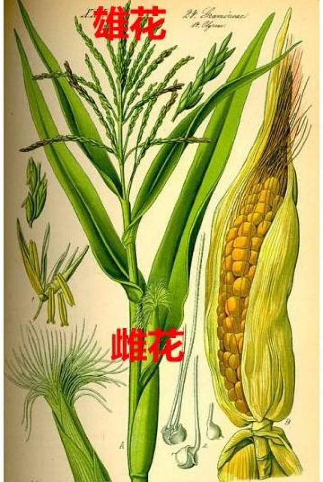 玉米的雄花和雌花图片图片
