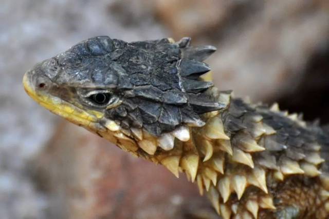 【附录ii·巨型环尾蜥】遥望太阳的魔龙,其野保状况令人堪忧