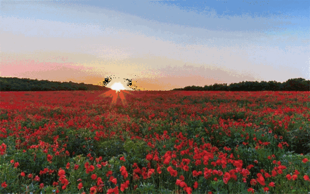 孔雀尾花海 音乐会,就在7天后的新余国家级美丽乡村!