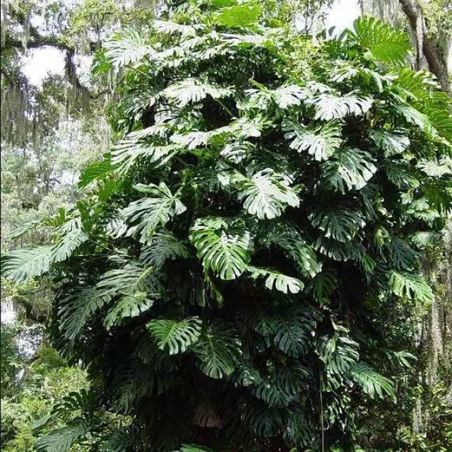 爬到屋顶的龟背竹长成了大树,气根长得比茎还大