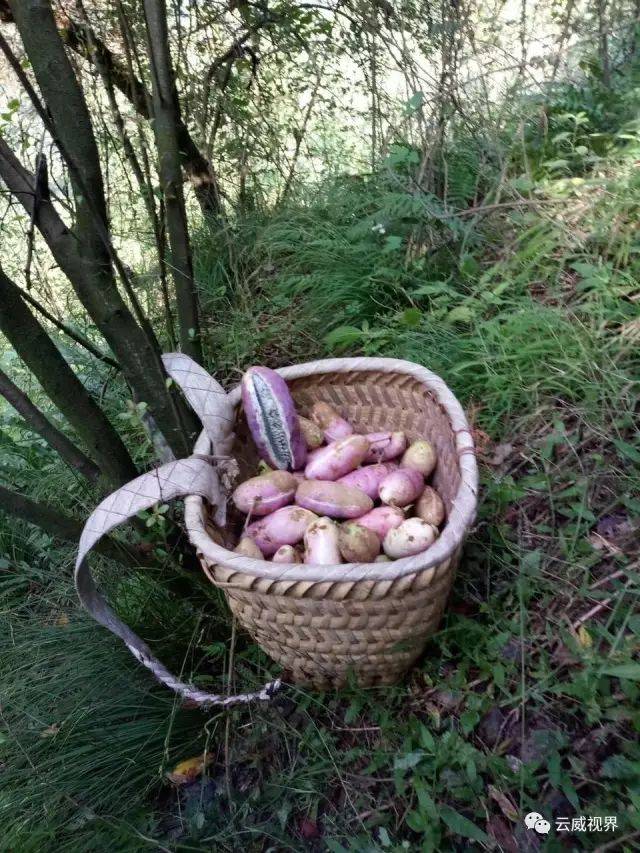 昭通大山里的"野味"——八月瓜成熟了!