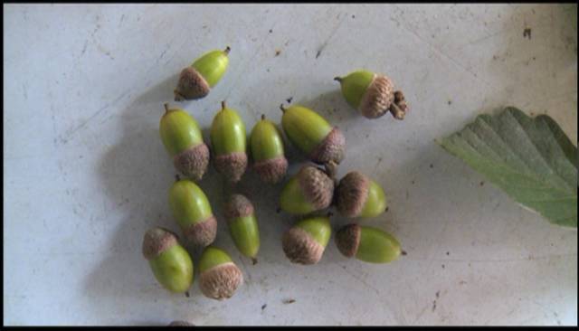 田野的风|择子豆腐:美味里的一抹乡愁