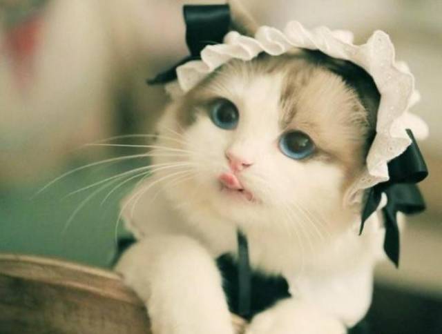 猫咪穿上女仆装后靠卖萌就可以统治地球了