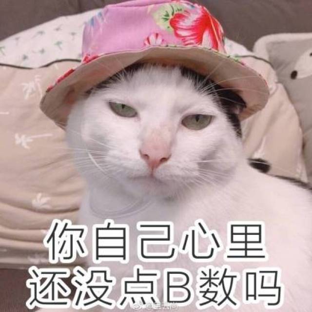 这是一波各种猫咪不屑表情包的集锦,总有一个是你想要的!
