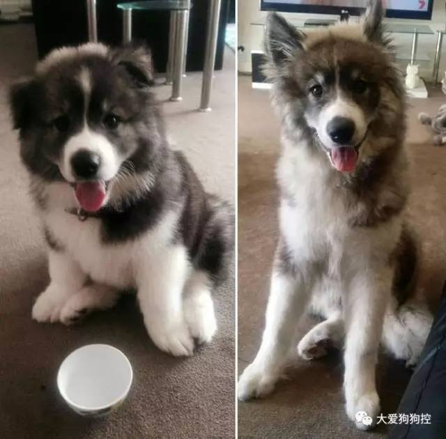 还有这只狗宝 父亲是萨摩耶,母亲是二哈和阿拉的混血 于是它就是万众