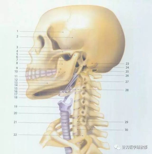 颈部骨头结构图图片