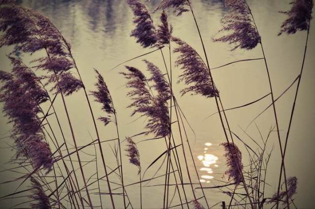 启东兴隆沙往事 | 激荡在那片芦苇上的灵魂