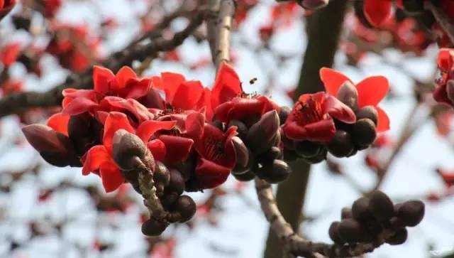 水美 梅江河 i hope you like it 花美 梅州市花梅花 i hope