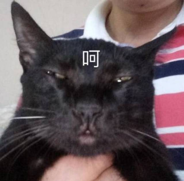 这是一波各种猫咪不屑表情包的集锦,总有一个是你想要的!