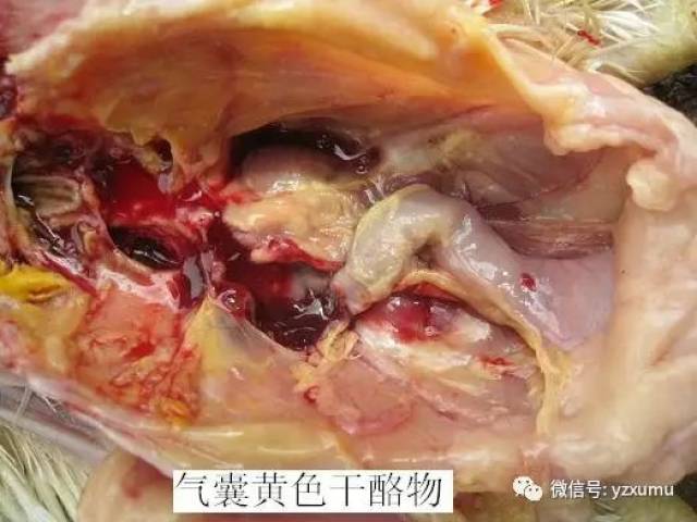 " 常见禽 病症状解剖图,养鸡户很有必要仔细阅读以下,这样对后期养殖