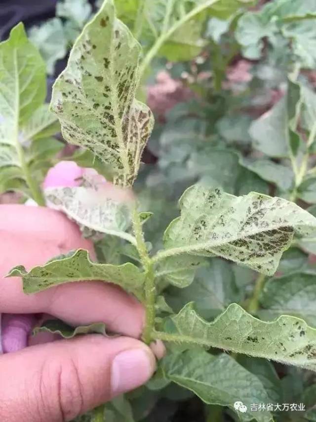 马铃薯9种缺素症状,教你如何识别,如何防治