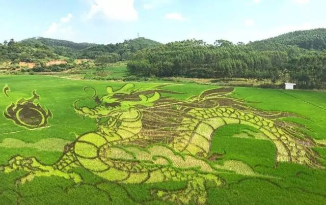 9月26号首发,宾阳稻田艺术展看"巨龙"腾飞,邹圩老街休闲一日游49元起