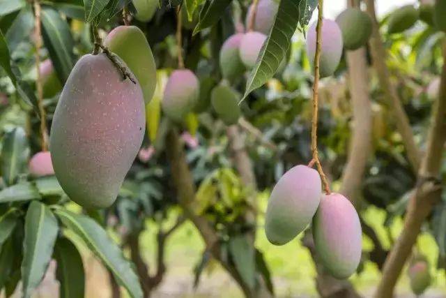 芒果果园杂草管理有妙招!不看这个会后悔的